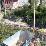بازار گل و گیاه منطقه 2