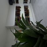 اکستنشن ونوس