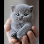 پت شاپ قلعه حیوانات