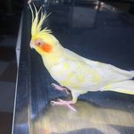 مجتمع درمانی دامپزشکی مهر(دکتر عباسی)