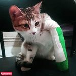 دامپزشکی شهرک غرب