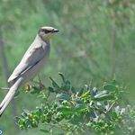 تالاب بند علیخان