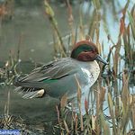 تالاب بند علیخان