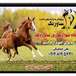 باشگاه سوارکاری و پرورش اسب ساوردک