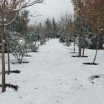فضای سبز محلی