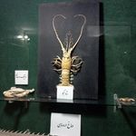 موزه تاریخ طبیعی زنجان