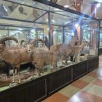 موزه تاریخ طبیعی زنجان