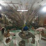 موزه تاریخ طبیعی زنجان