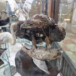 موزه تاریخ طبیعی زنجان