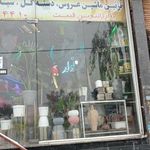 گلکده ونوس