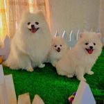 فروشگاه سگهای آپارتمانی و سگ جیبی