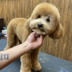 آرایشگاه تخصصی حیوانات امیر مهرابی