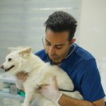 کلینیک دامپزشکی روژمان