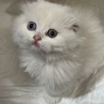 کیلینیک دامپزشکی و آرایشگاه حیوانات کارو