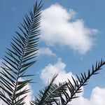 برنج فروشی samoun