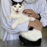 کلینیک دامپزشکی رد کارپت