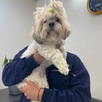 درمانگاه دامپزشکی های پت