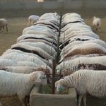 نانوفناوران گیتی دام