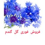 گیاهان دارویی و درمانی آروین
