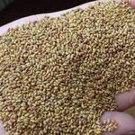 فروش انواع بذر یونجه اصلاح شده موسوی