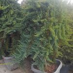 خدمات باغبانی هرس کاری صاحبدل