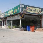 گل فروشی گل مریم