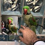 کلینیک دامپزشکی و پت شاپ جم