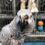 کلینیک دامپزشکی و پت شاپ جم