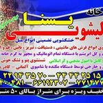 قالیشویی و مبل شویی یسنا