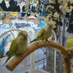 پرنده سرای وایدا