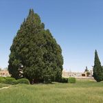 سرو ابرکوه