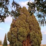 سرو ابرکوه
