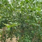 گلخانه لیمو ترش تقوی