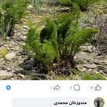 کمک به درمان سرطان