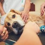 دامپزشکی کاسپین