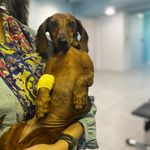 کلینیک دامپزشکی ماوی شیراز