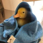 کلینیک دامپزشکی و پت شاپ جم