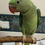 کلینیک دامپزشکی و پت شاپ جم