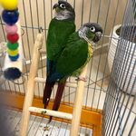 کلینیک دامپزشکی و پت شاپ جم