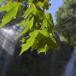 آبشار شیوند