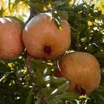 آبشار شیوند