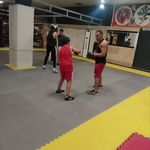 کلاب بوکس شاهین