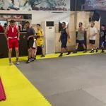 کلاب بوکس شاهین