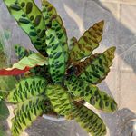 فروش گیاهان آپارتمانی نسترن