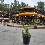 کافه آلاچیق