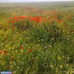 تالاب بندون