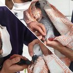 کلینیک حیوانات خانگی امید