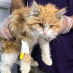 کلینیک حیوانات خانگی امید