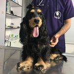 کلینیک حیوانات خانگی امید