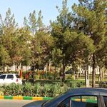 بوستان کاج